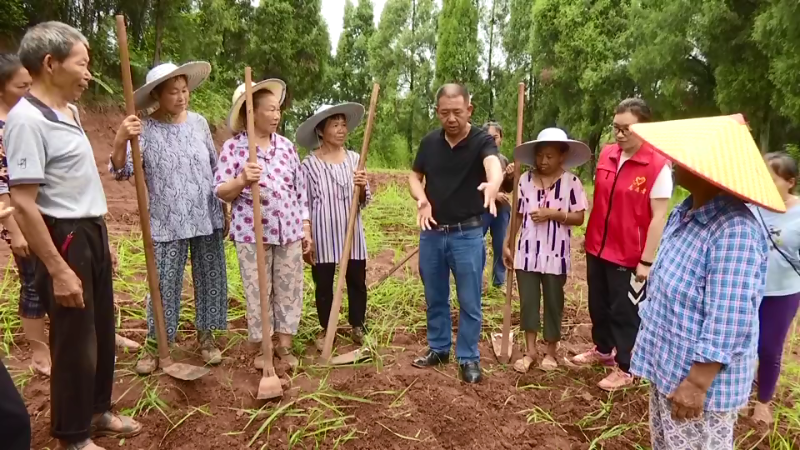 在榮昌區銅鼓鎮共和村大豆玉米帶狀複合種植示範基地,開廂,打窩,播種