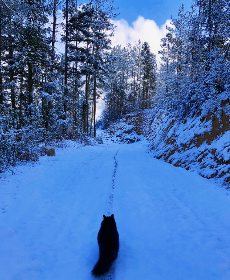 下雪的景色 农村图片