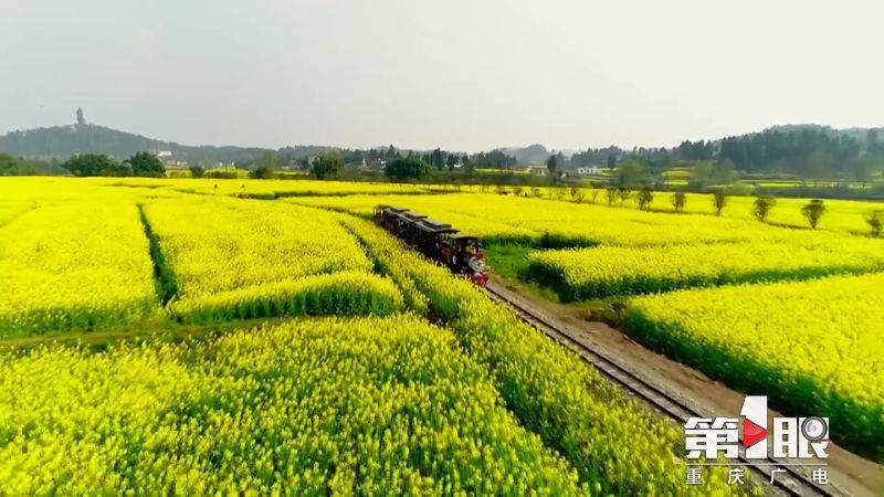 2月11日,2022年重慶潼南陳摶故里菜花節開幕,花海飛艇,凌霄飛渡等新