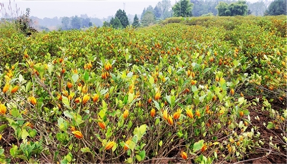 四川栀子花种植基地图片