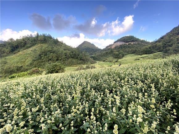 溼潤,光照充足,土壤肥沃,晝夜溫差大,適合牛膝生長,便選擇種植牛膝