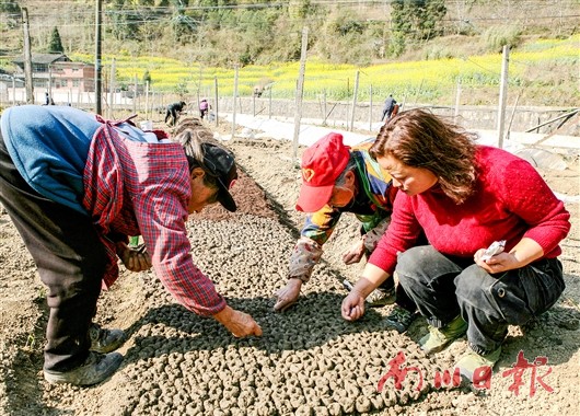 助農南川水江鎮春滿菜地育苗忙