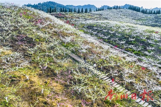 南川區山野間的桃花,李花競相綻放,微風拂過,大片的桃花和李花飄飄