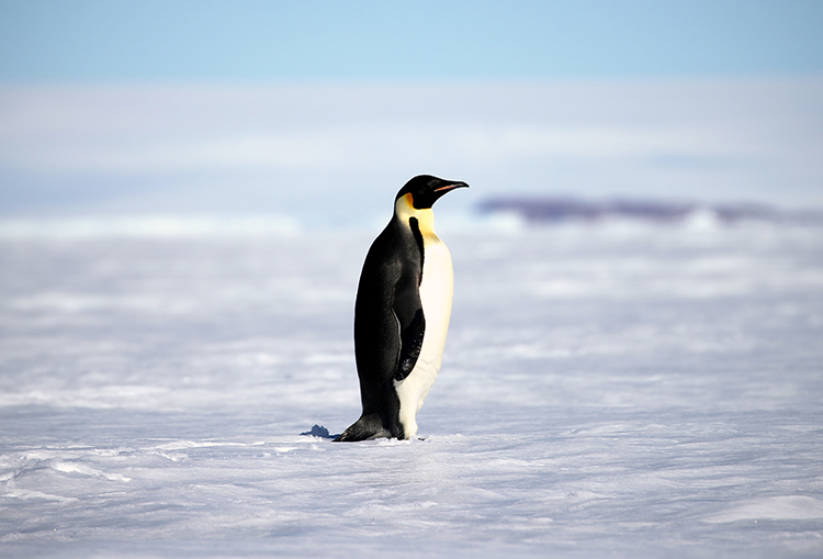 南极鹱图片