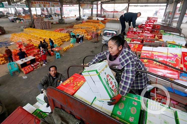 2月5日,重庆双福国际农贸城水果市场,琳琅满目的水果吸引八方来客前来