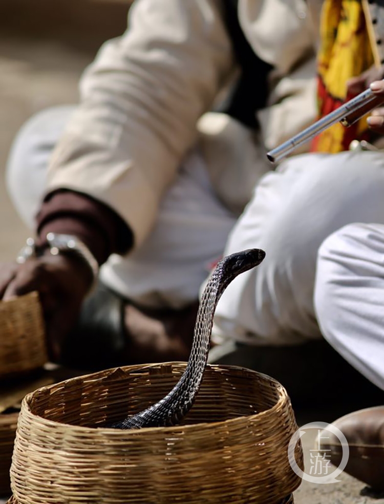 印度耍蛇图片