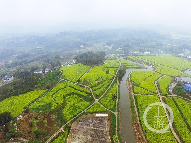 江津永兴 千亩油菜花怒放