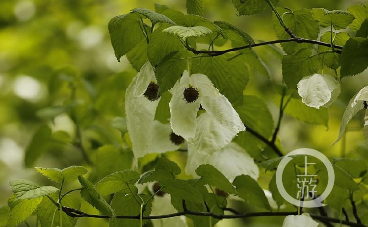 珙桐是距今6000万年前新生代第三纪留下的孑遗植物,在第四纪冰川时期