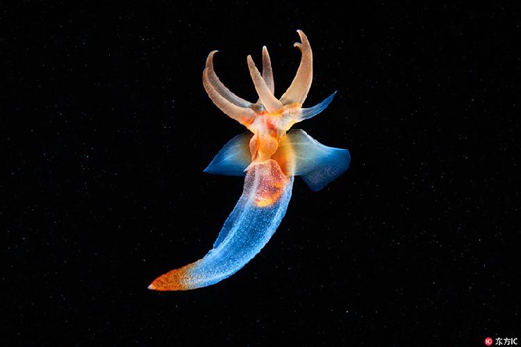 海洋里的生物神秘图片