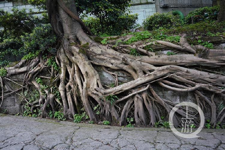 在重庆随处可见的独特的风景:黄桷树