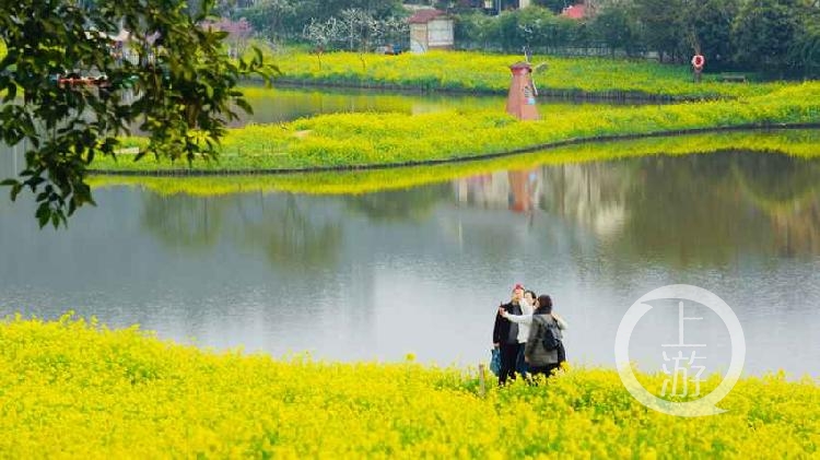 二圣油菜花基地图片