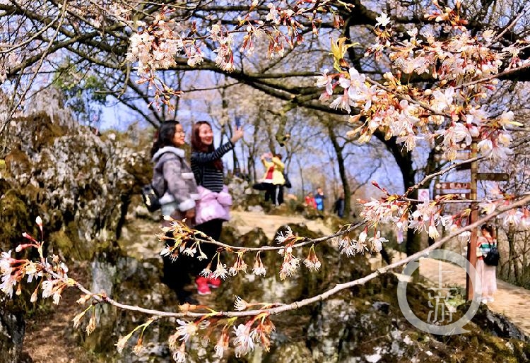 云龟山樱花节图片