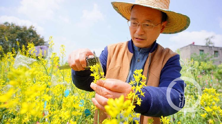 渝东南农科院技术人员测量不同青菜头品种花瓣角度.JPG