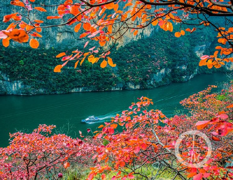 巫山紅葉在長江三峽紅葉中最具特色,面積最大,種類最多,景觀最美,觀賞