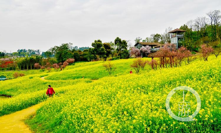 天坪山最美天乡 不负春光花事盛