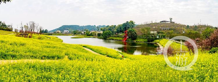 二圣油菜花基地图片