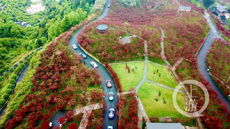 圖片 > 正文據瞭解,巴南南彭街道南湖畔的南湖多彩植物園已恢復開放