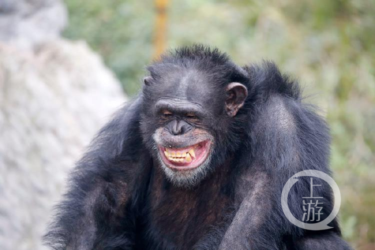 野生動物的臉上也會在不經意間顯露出迷之微笑的表情,它們或是嘴巴微