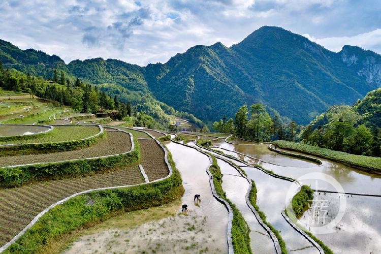 扶贫印记彭水县三义乡龙阳村农忙插秧时风景美如画