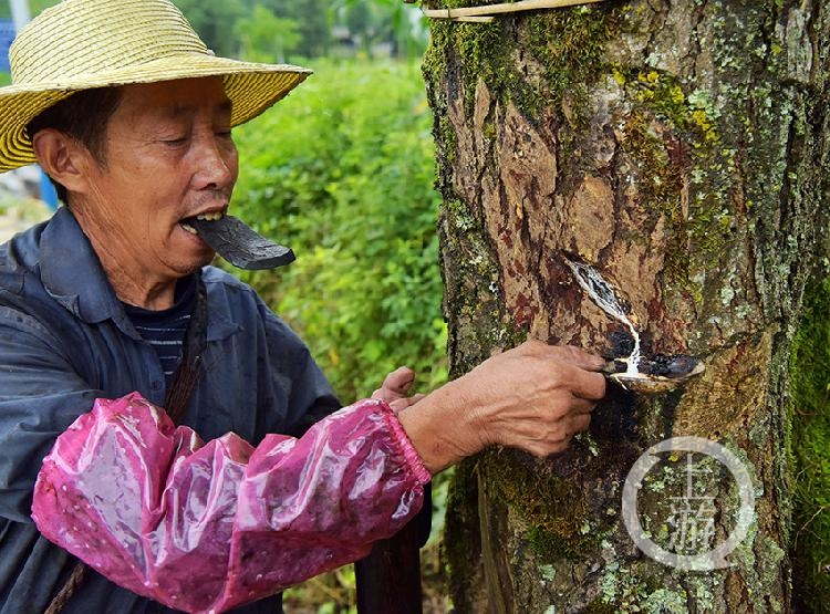 割漆40年实拍即将消失的割漆匠