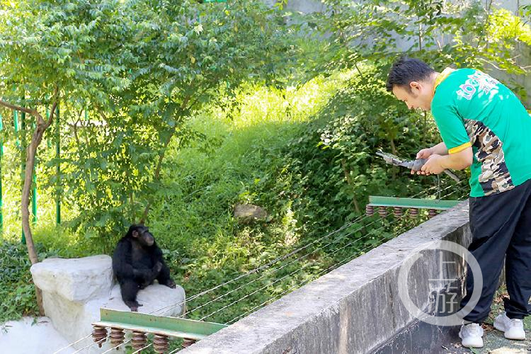 猩猩饲养员徐正坤通过手机直播连线西安秦岭野生动物园(2.jpg