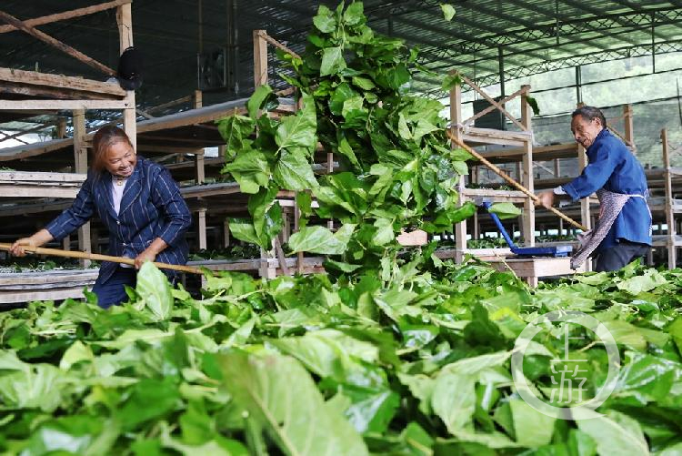 重庆黔江:冒雨养蚕保增收