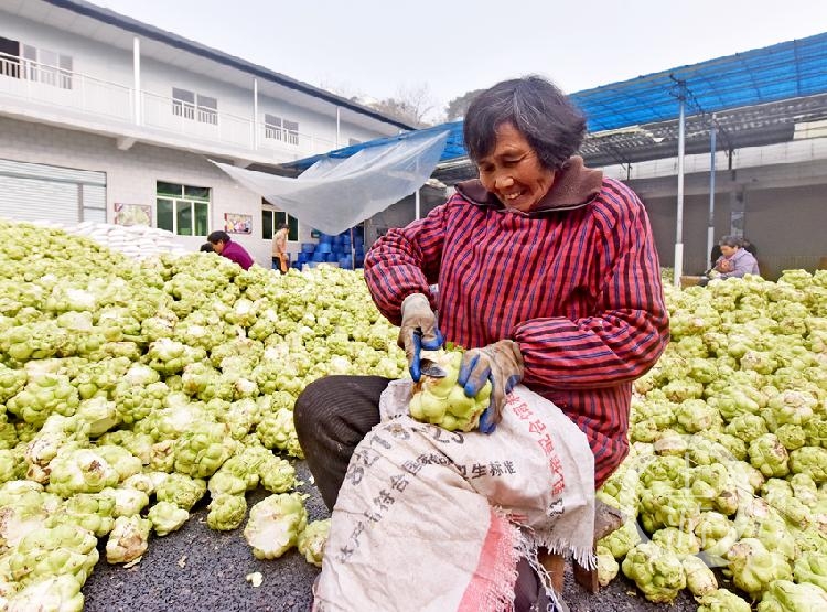 丰收迎新春 涪陵青菜头采收忙