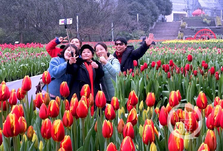 天氣依然寒意凌然,2月5日,上游新聞記者走進植物園的大門,就被撲面