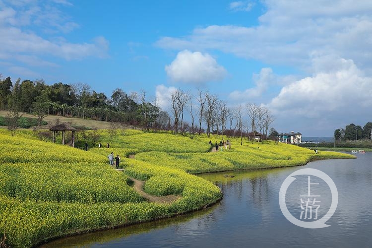 二圣油菜花基地图片