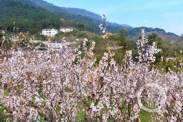 玉峰山樱桃基地图片