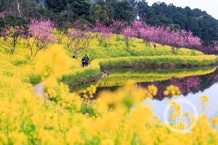 《油菜花》组照二 李炎 摄于巴南区天坪山云林天乡景区