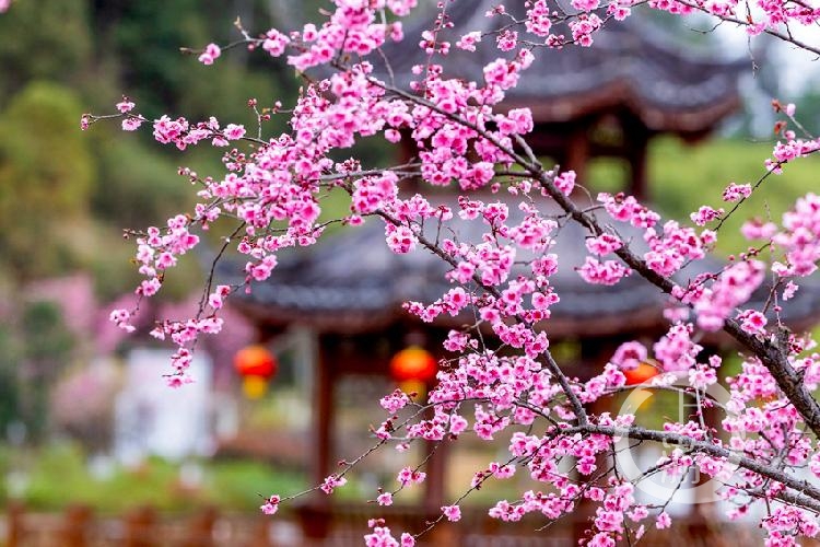 梅花与古建筑相映成景.