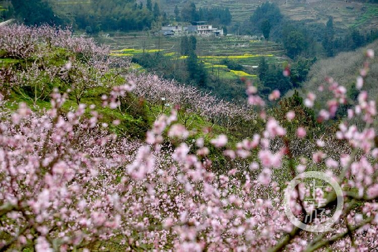 北碚西山坪桃花山图片