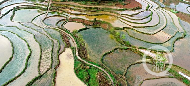 3月19日,涪陵鄉村大地萬物復甦,春耕忙碌,一派生機勃勃的大美景象.