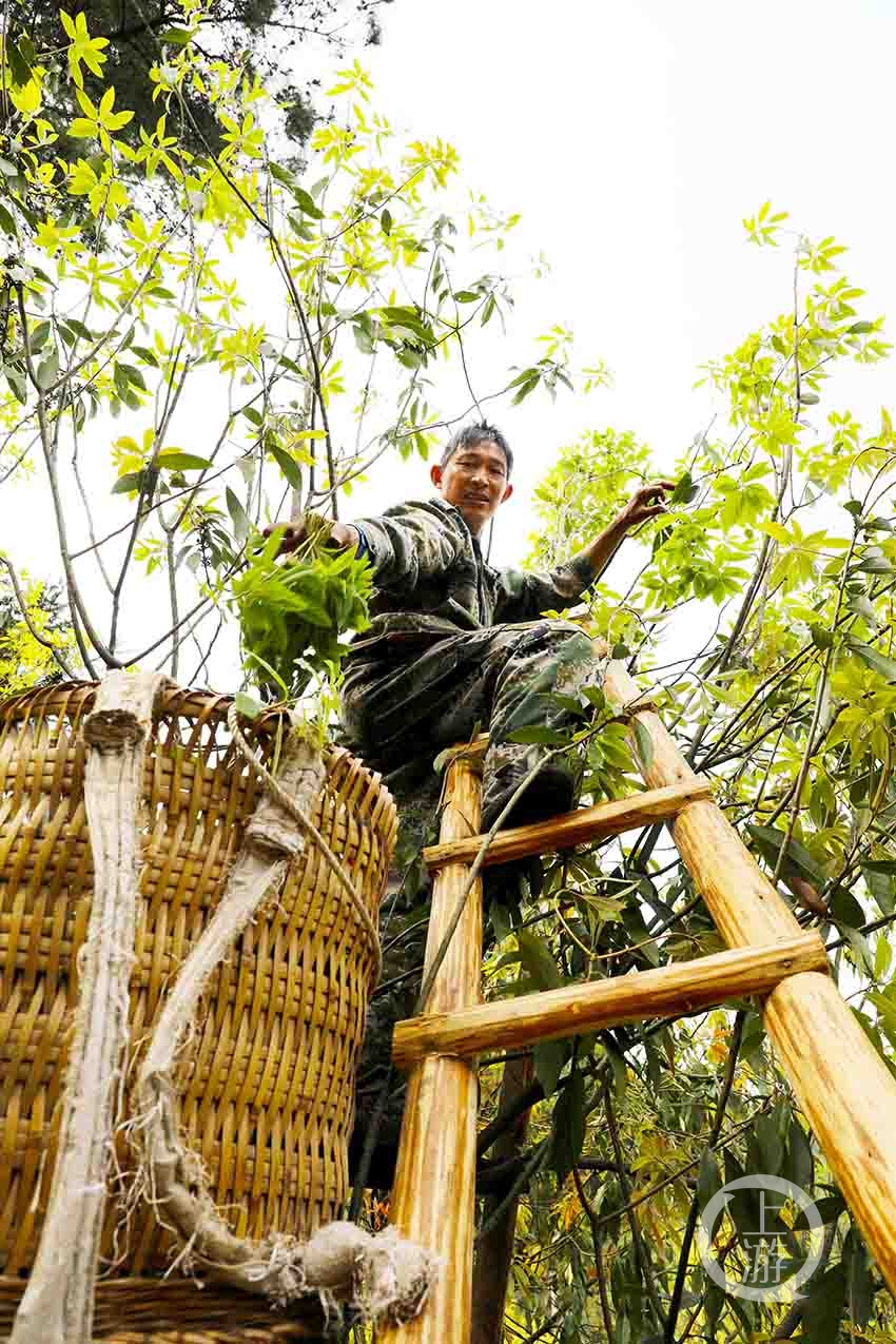 上树采茶显身手百年老荫茶成村民摇钱树