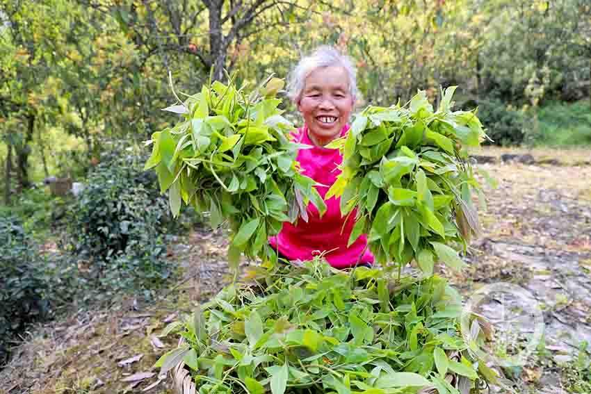 上樹採茶顯身手百年老蔭茶成村民搖錢樹