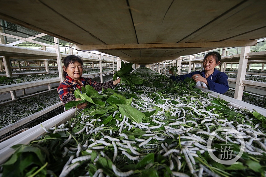 重庆黔江:初夏时节养蚕忙