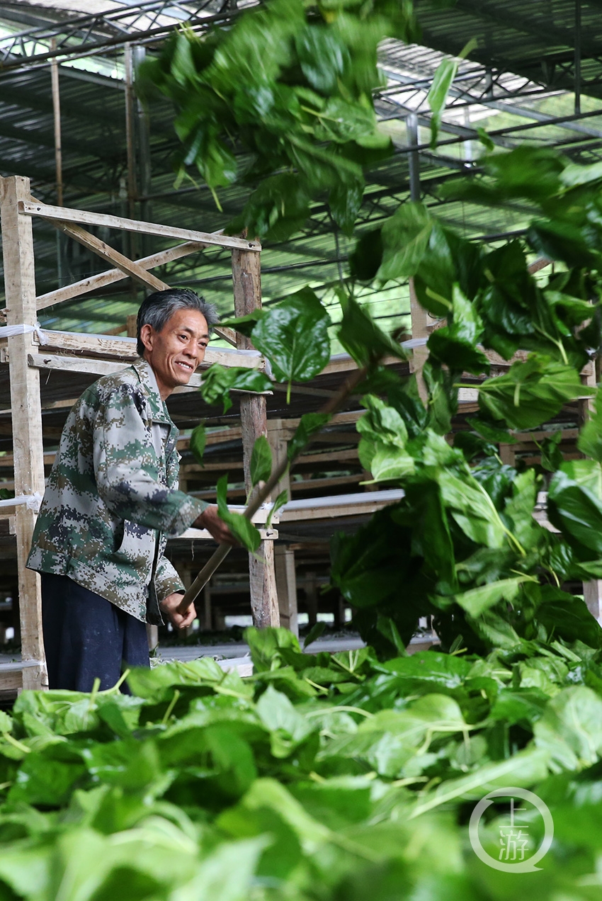 初夏,正是饲养春蚕时节,蚕农们抓住农时采桑养蚕,到处是繁忙劳作场景