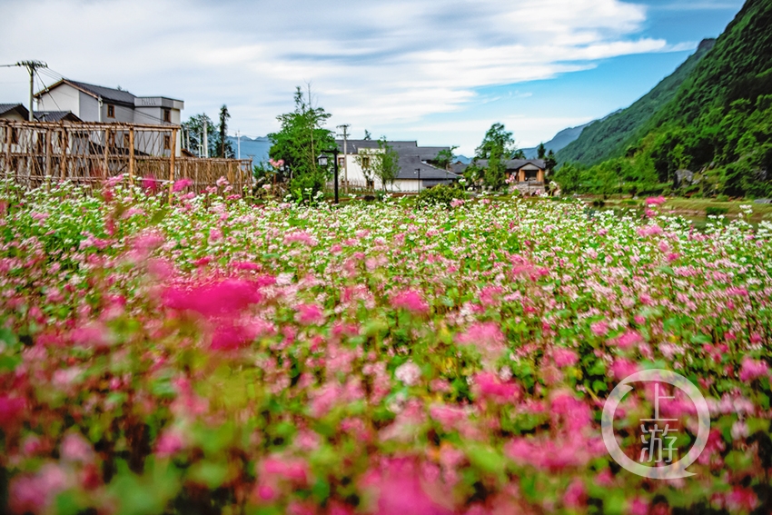 家有"微田园 乡村变公园