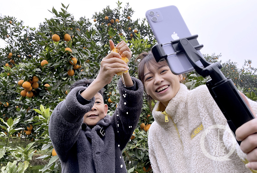 網紅主播來到柑橘園直播帶