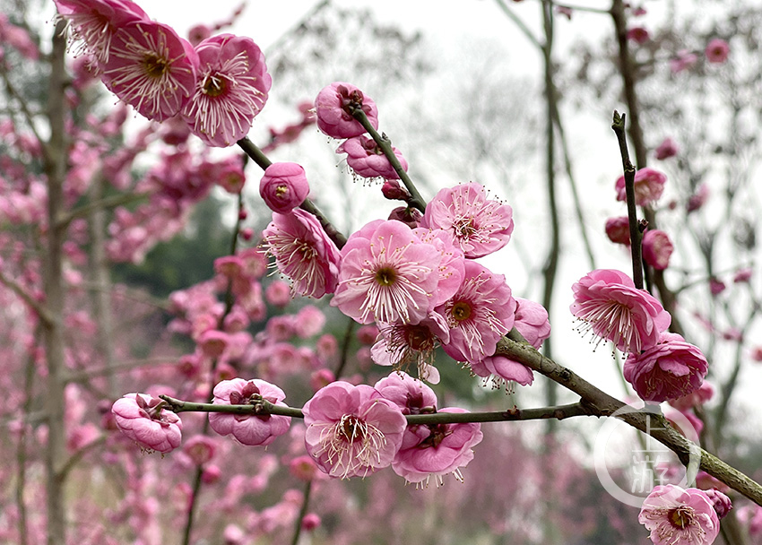 歌乐山梅花图片