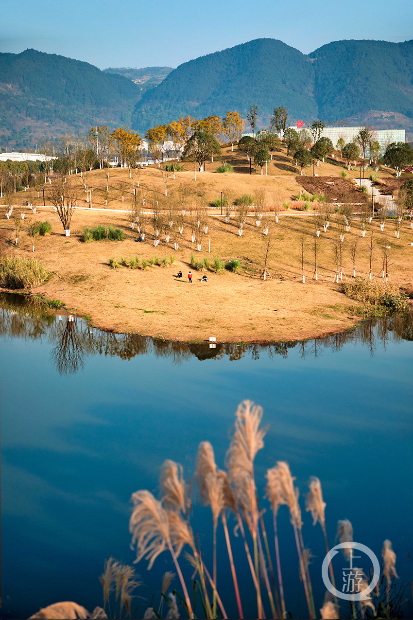 近日,天气晴好,沙坪坝区五云湖湿地公园两岸