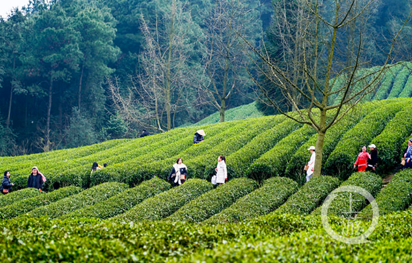 如今的萬畝茶山,兼具生態茶園與文化休閒等功能,是一個蘊含綠色,生態