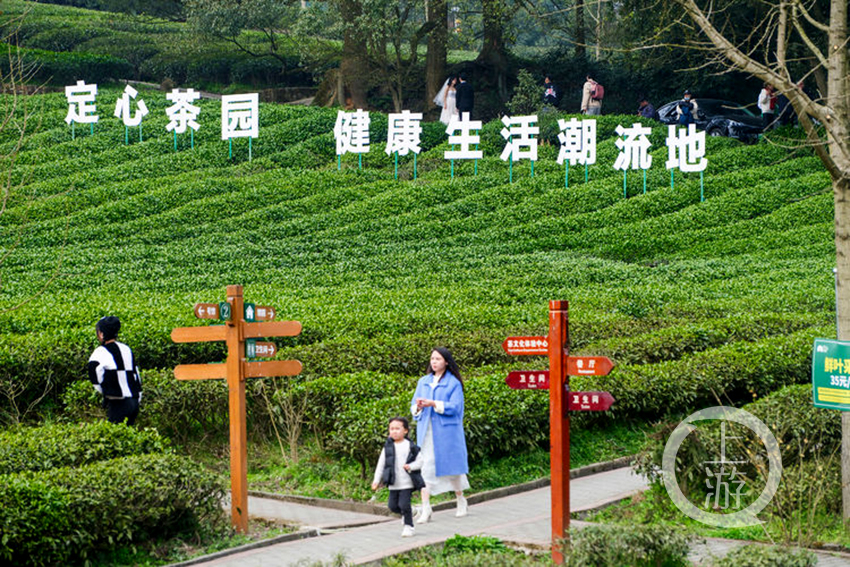 航拍巴南區白象山定心茶園.