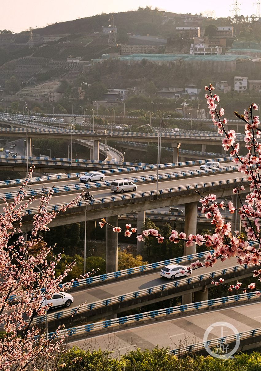 《春日晨光》組照九 劉琳 3月8日攝於南岸區彈子石黃桷灣公園一,徵稿