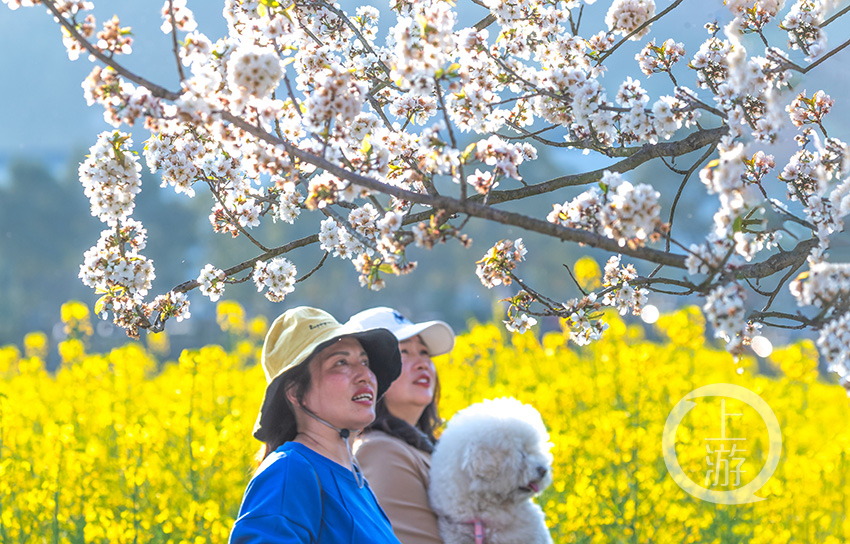 南川三秀油菜花门票图片