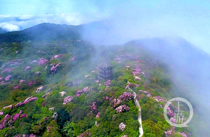 五一假期到金佛山看漫山遍野杜鵑花開