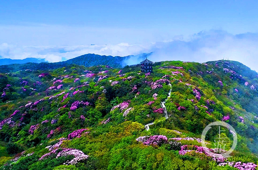 五一假期到金佛山看漫山遍野杜鵑花開