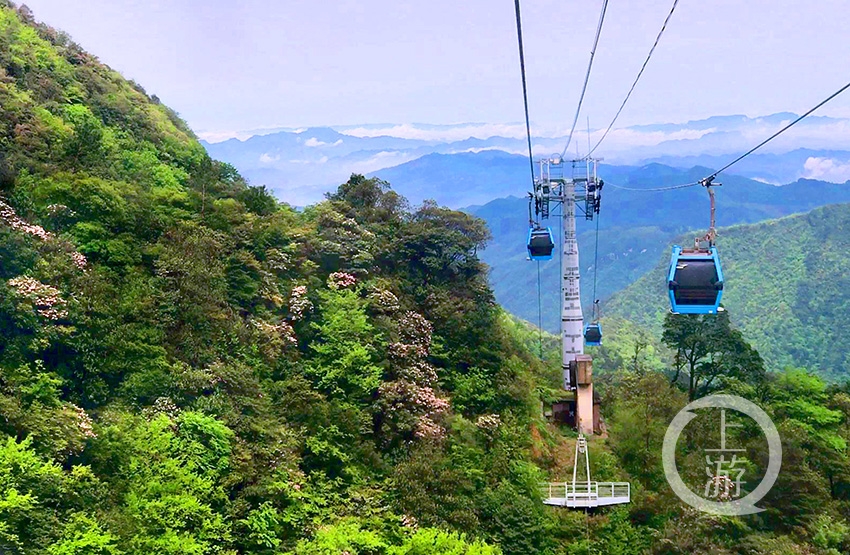 五一假期到金佛山看漫山遍野杜鹃花开