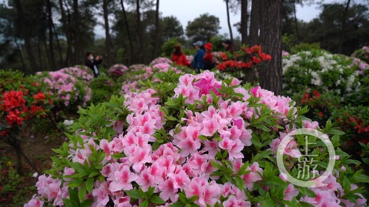 據瞭解,放牛村幾乎家家戶戶都種花,全村村民都是花農.